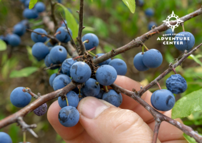 BOW foraging and wild edibles workshop