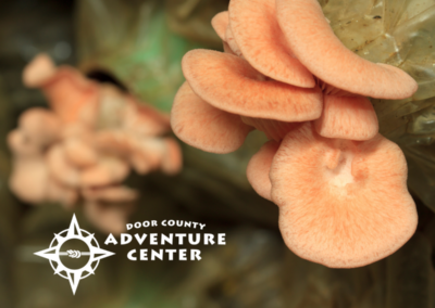 BOW foraging and wild edibles workshop